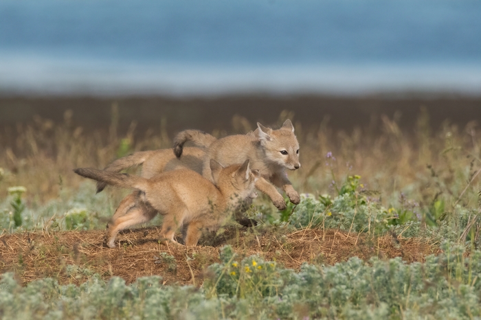 - Aim! - Kus! - My, The photo, Photo hunting, Nature, Kalmykia, Animals, Korsak, Fox, Fox cubs