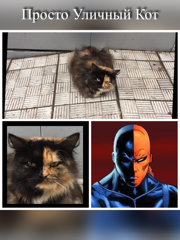 I went to the store, met him, fed him) - My, Deathstroke, cat