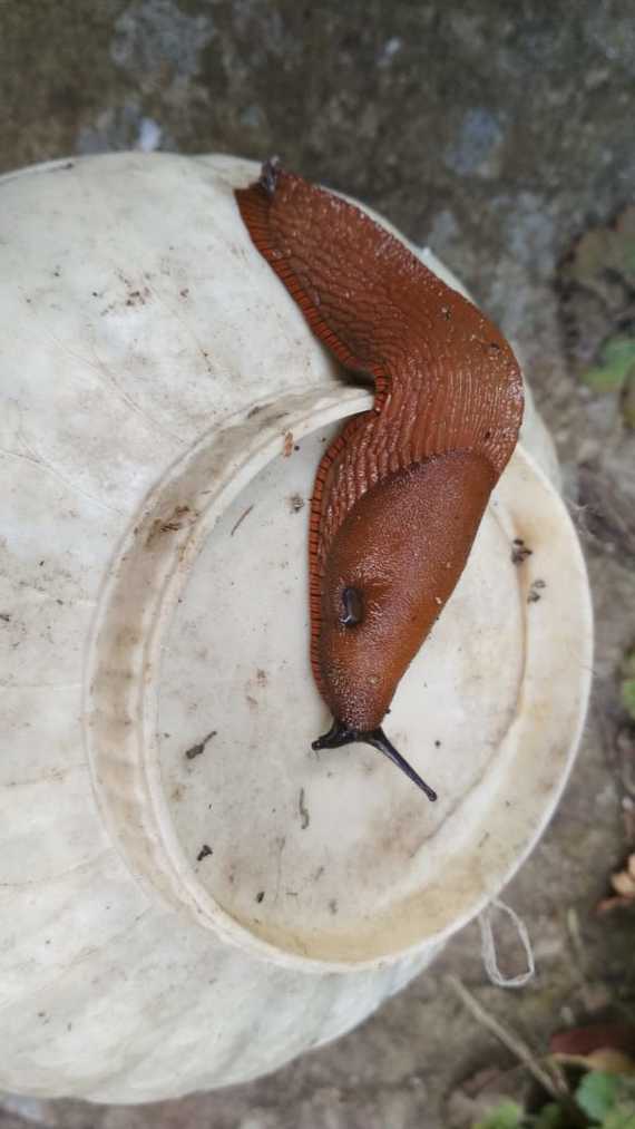 Found a giant snail! Show the view! - My, Courtyard, What to do, Garden, Longpost, Snail, tell