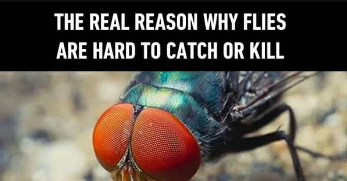 Скачай это бесплатное Фото на тему Муха мем и открой