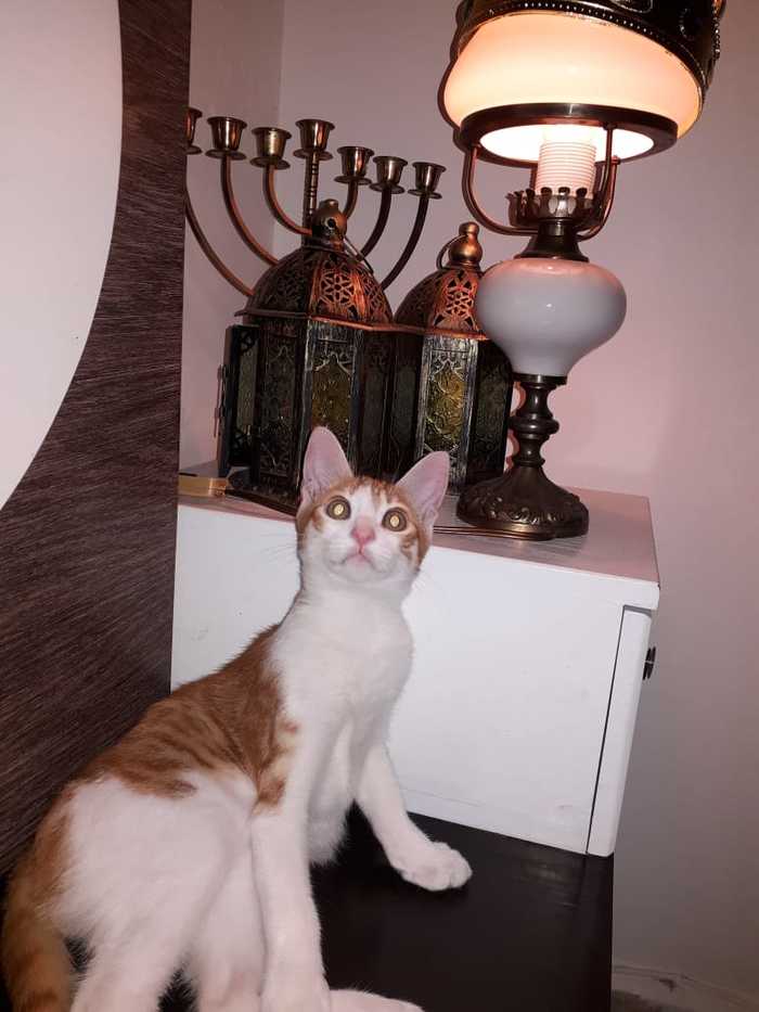 Для особо тяжелых и многочисленных котоламп