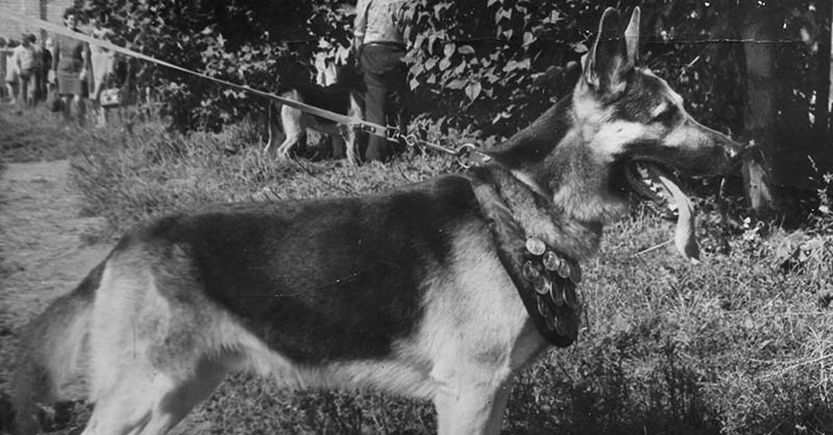 Старая немецкая овчарка фото