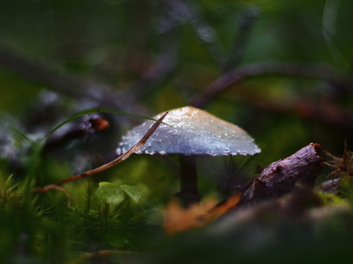 Gentlemen, what kind of mushroom? - My, Blue, Mushrooms, The photo, Longpost