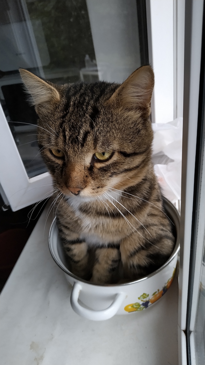 Some kind of evil. Is soup worth it? - My, cat, Pan