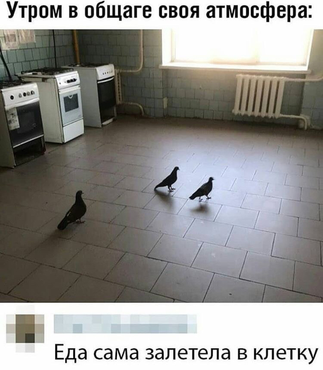 MeM - Memes, Dormitory, Pigeon, Comments, Food, Birds