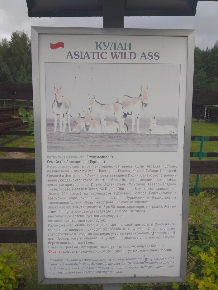 Asiatic wild ass! - My, Zoo, Humor, Kulan, Translation, Text