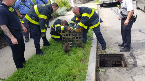 Firefighters rescued a stranded raccoon for two hours - Raccoon, The rescue, Animals, Longpost