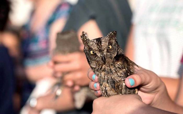 What are you staring at? - Birds, Predator birds, Owl, Animals, Scops owl