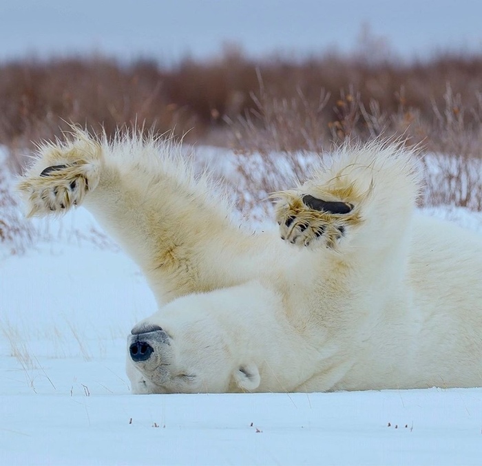 Potyagushenki-porasushenki. - Polar bear, The Bears, The photo, Puffs, wildlife