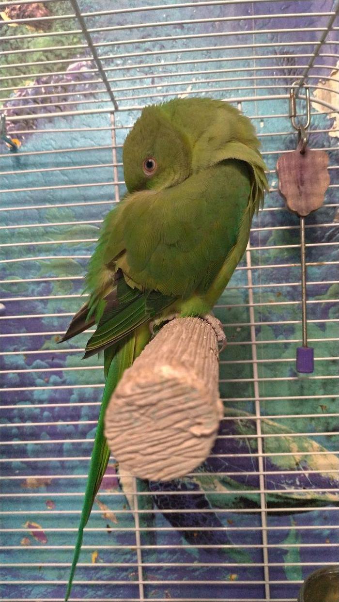 The parrot plans to take a nap - My, A parrot, Pets, Milota, Birds