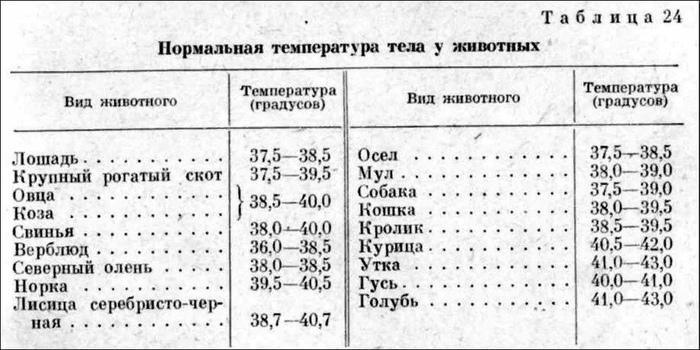 Адские голуби - Голубь, Интересное, Температура