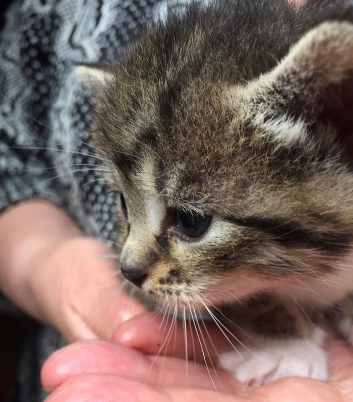 Baby kittens are in good hands. D'Artagnan and the Three Musketeers - Moscow region, Kittens, My, In good hands, Moscow, No rating, cat, Longpost