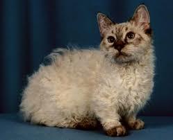 Skookum is a lamb cat. It has such an unusual coat that it is very reminiscent of a lamb. - Catomafia, Pets, cat