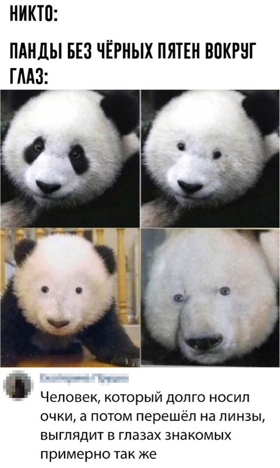 pandas without glasses - Panda, Stains, Glasses, Unusual