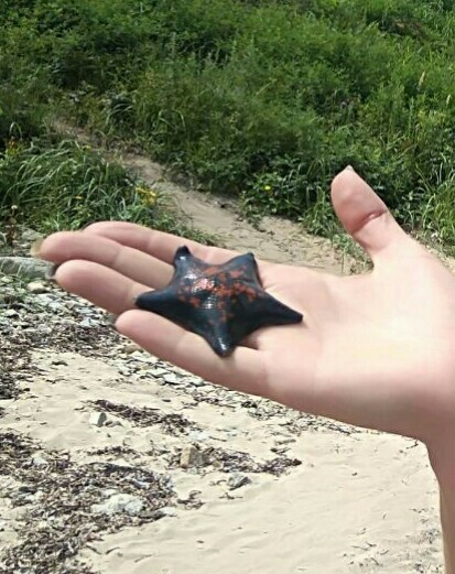 Dangerous or not...? - My, Starfish, Beach, Nature