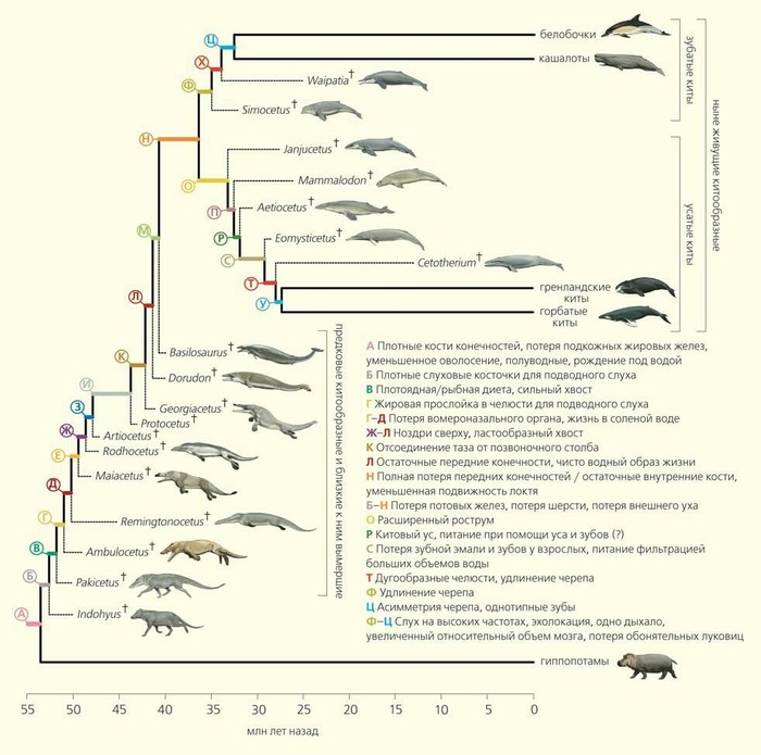 Почему крокодилы не менялись миллионы лет? Пресмыкающиеся, Крокодилы, Аллигатор, Кайман, Гавиал, Хищник, Животные, Жесть, Видео, Длиннопост