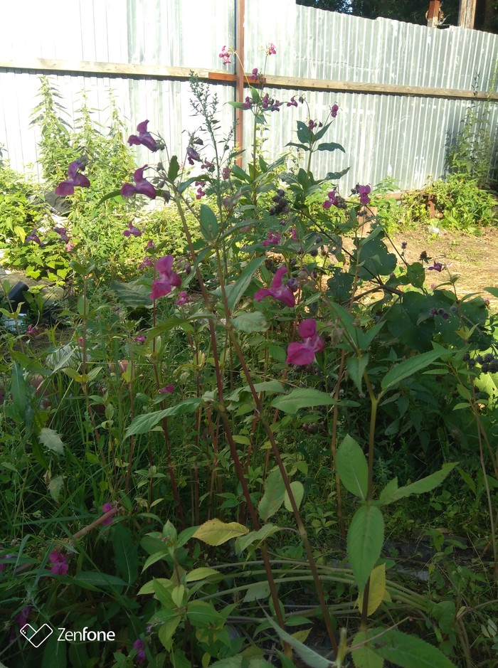 What kind of animal is this? - My, No rating, Weeds, Dacha, Flowers