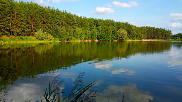 Pond on the site of an old quarry - My, Forest, Pine Forest, The photo, Lake, Longpost