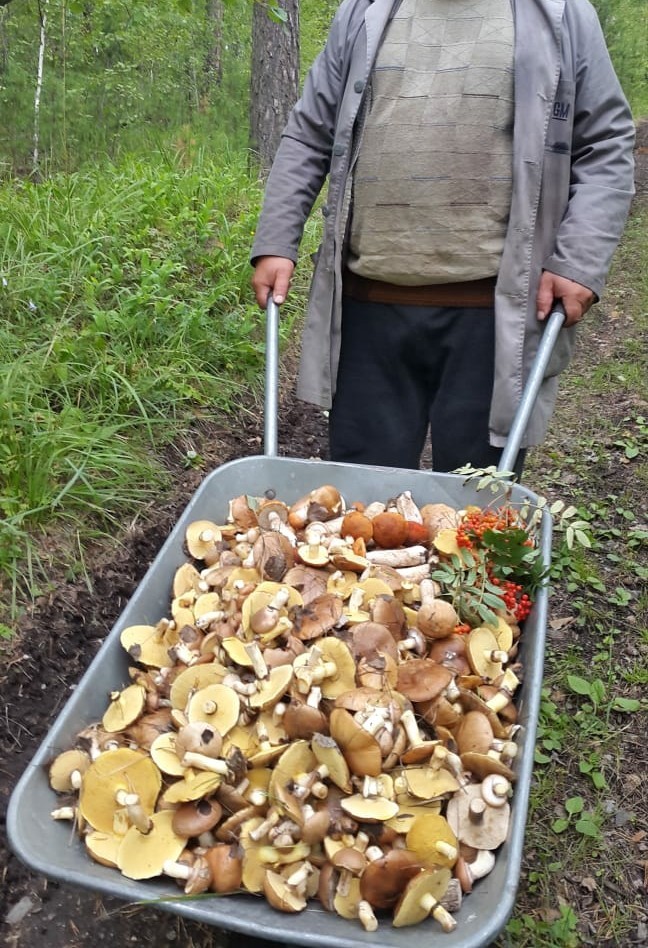 The mushrooms are gone - My, Mushrooms, Mushroom pickers