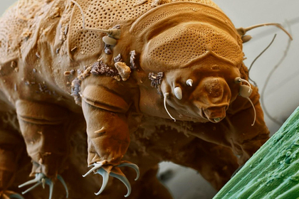 Perhaps the first living creatures settled on the moon - Tardigrade, moon, Space, Version, The science, Assumption