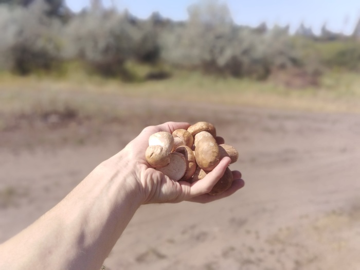 How do we dry the porcini mushroom - Porcini, My, Blanks, Drying, Longpost, Mushrooms