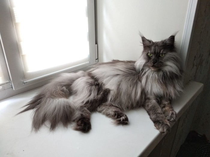 Mokhnatan cats - My, cat, Catomafia, Maine Coon