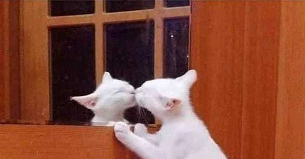 Дедушка лижет киску. Котенок целует зеркало. Зеркало кот. Кот перед зеркалом. Кот целует отражение.