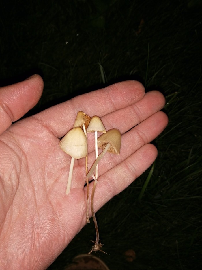 Grew up on the lawn, tell me the name - My, Mushrooms, The photo