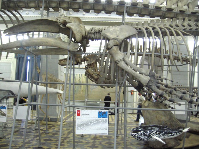 Скелеты различных животных | Пикабу