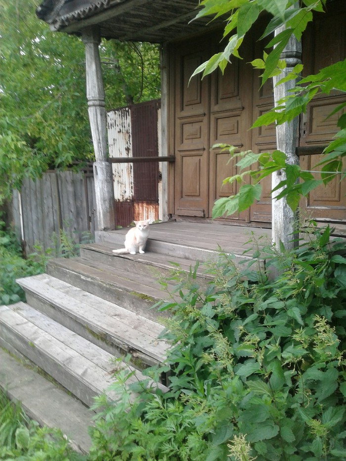 Orphan - My, cat, Porch, Longpost