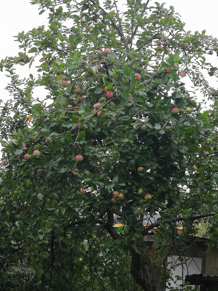 I give apples, pickup MO Serpukhov district - Dacha, Longpost, Collection, Is free, Harvest, My