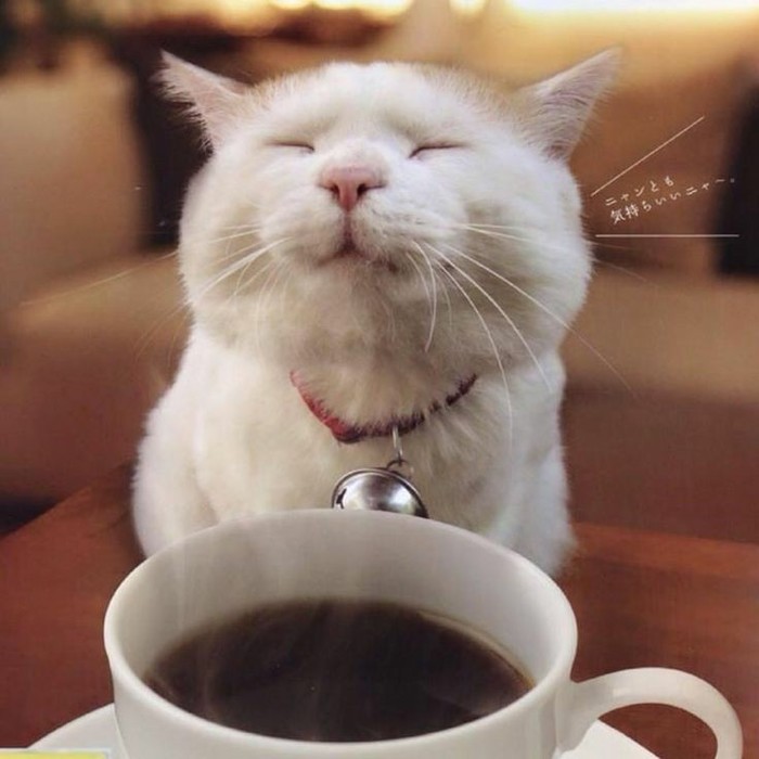 Looking for a coffee community - Community, cat, Help, Coffee