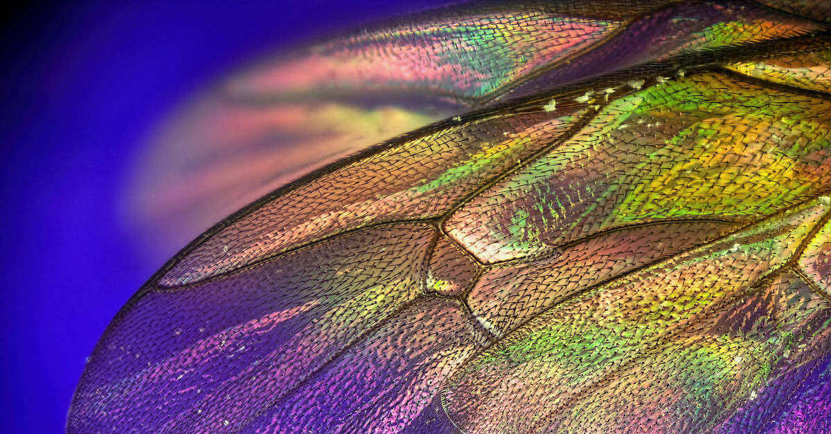 Пыльца крылья. Хитиновые чешуйки бабочки микроскопом. Чешуйки на крыльях бабочек. Крылья Стрекозы. Крыло бабочки под микроскопом.