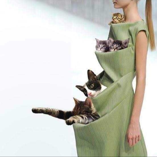 If you have no one to leave the cat with at the time of departure .. - cat, Catomafia, The dress, Positive, Humor