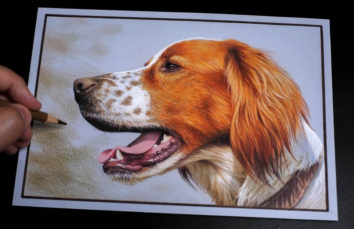 Drawing with colored pencils - Dog, Kalyaki-Malyaki, Portrait, Pencil drawing, Drawing, My