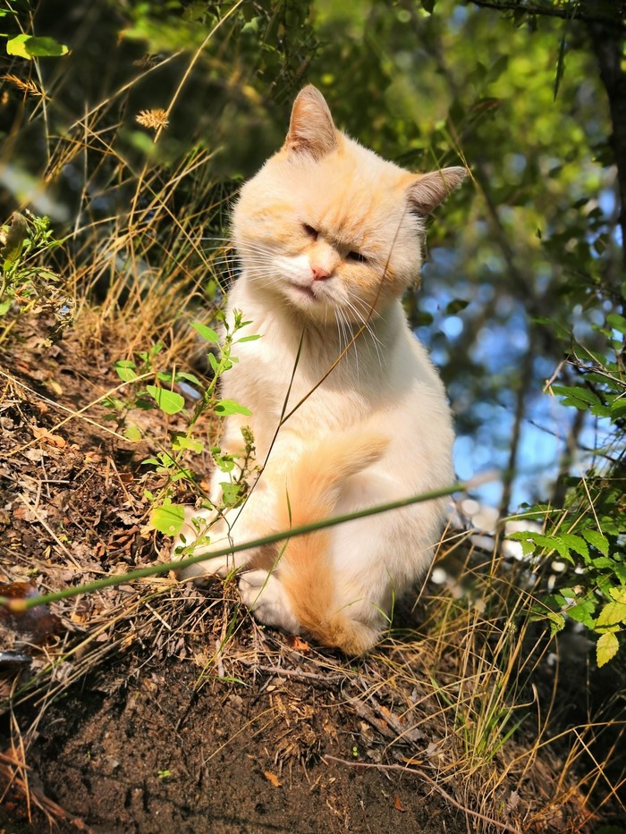 Понедельник... - Кот, Котомафия, Понедельник, Длиннопост