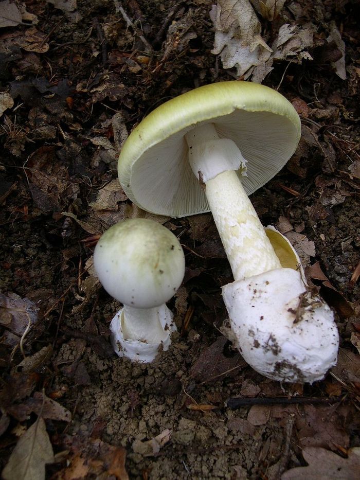 Cooking pale toadstool - Mushrooms, Pale Grebe, Recipe, Longpost