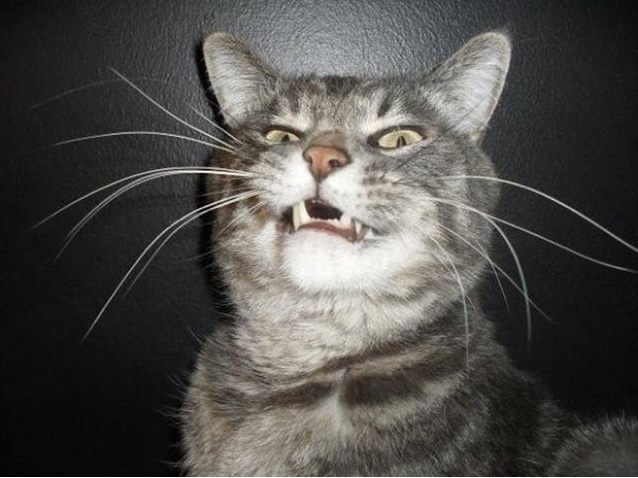 Cats caught in the middle of a sneeze) - cat, Catomafia, Affection, Longpost, Sneeze