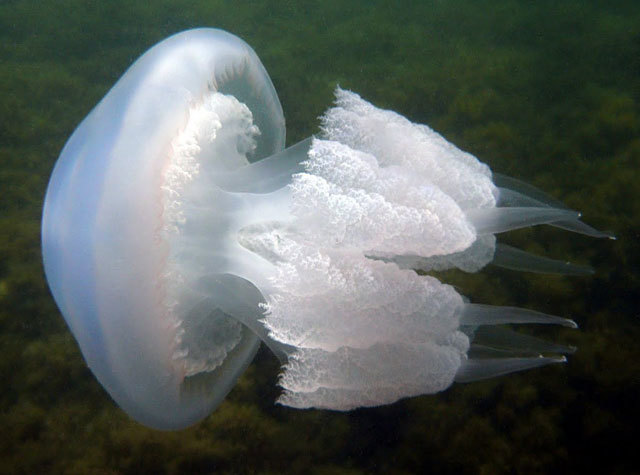 медуза гидра сайт