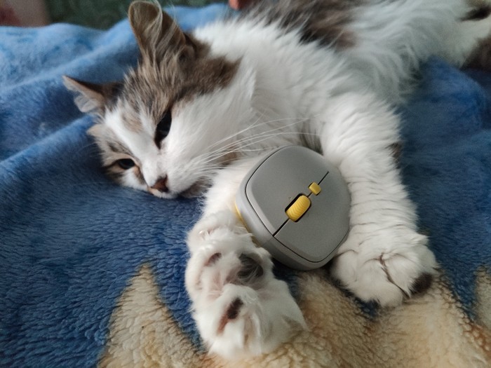 Cat and mouse - My, cat, PC mouse