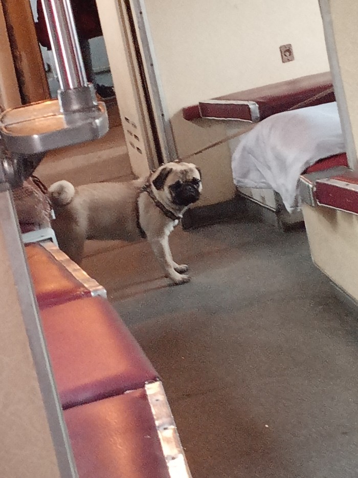 Passenger reserved seat - Fellow travelers, A train, Longpost, Pug