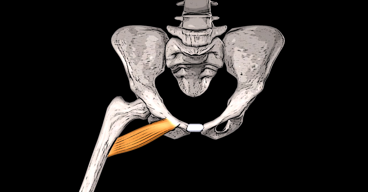 При отведении ноги гребенчатая мышца сокращается как thumbnail