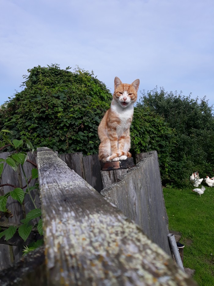 Коты на даче прикольные картинки