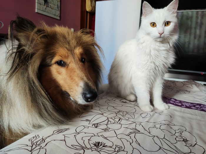 Morning - My, Collie, cat, Dog, Good morning