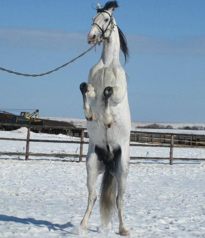 Why the best stallion in NH is a gelding. - Horses, Horseback Riding, Gelding, Stallion, Longpost