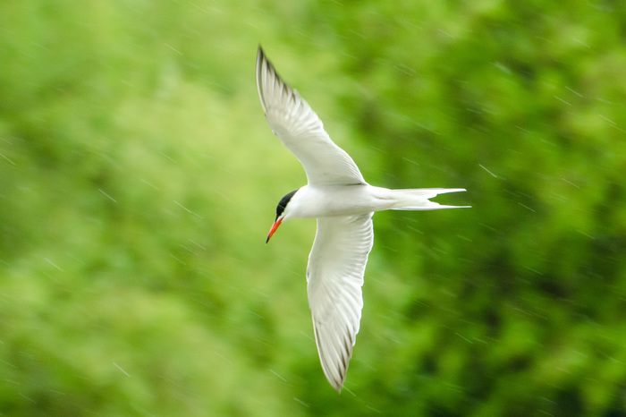 Through the rain - My, The photo, Nikon d5100, Rain, Birds