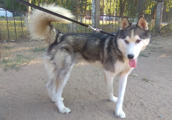 Husky found (Pavlodar, Kazakhstan) [Owner found] - My, Husky, Pavlodar, Lost, In good hands, Dog, No rating