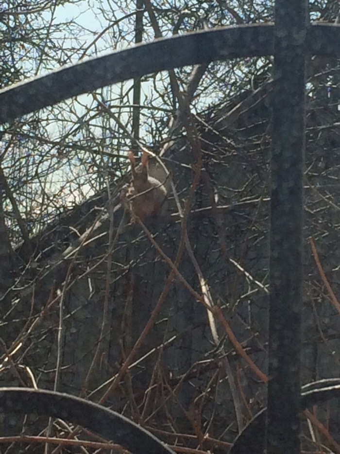 Unexpected guest :) - My, Photo on sneaker, Squirrel, Longpost