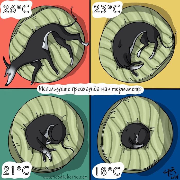 Greyhound comics - 3 - My, Dog, Comics, Greyhound, Greyhound, , Translation, Thermometer