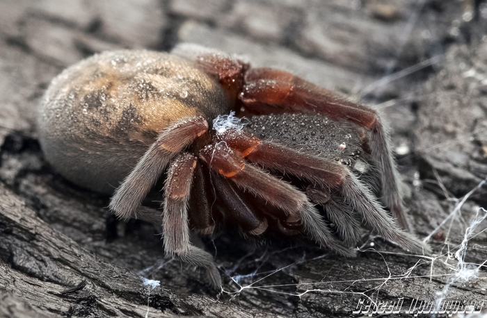 sleeping spider... - My, Macro, Spider, Macro photography